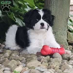Chase, Cavachon Puppy