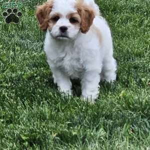 Timmy, Cavachon Puppy
