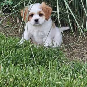 Timmy, Cavachon Puppy