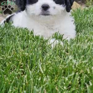 Max, Cavachon Puppy