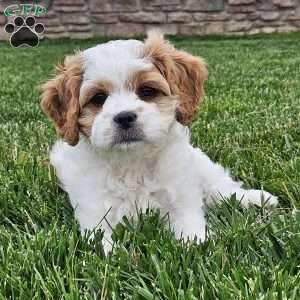 Timmy, Cavachon Puppy