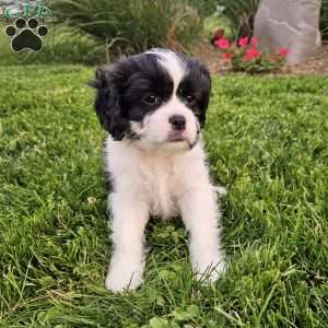 Chase, Cavachon Puppy