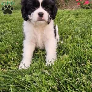Chase, Cavachon Puppy