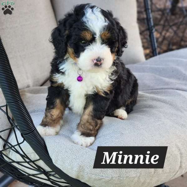 Minnie, Mini Bernedoodle Puppy