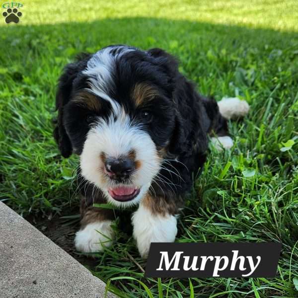 Murphy, Mini Bernedoodle Puppy