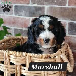 Marshall, Mini Bernedoodle Puppy