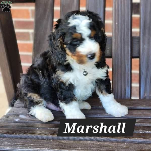 Marshall, Mini Bernedoodle Puppy