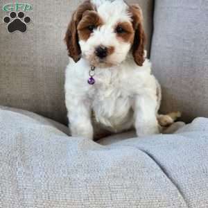McKenzie, Mini Bernedoodle Puppy