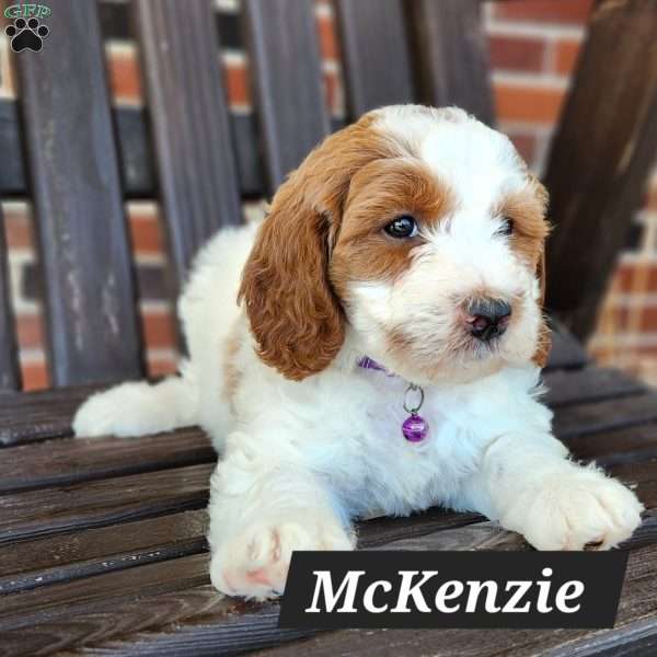 McKenzie, Mini Bernedoodle Puppy