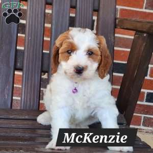 McKenzie, Mini Bernedoodle Puppy