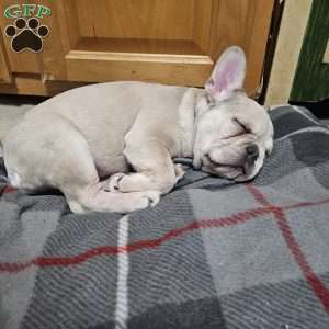 Dolly, French Bulldog Puppy