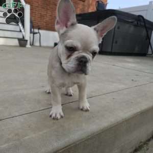 Dolly, French Bulldog Puppy