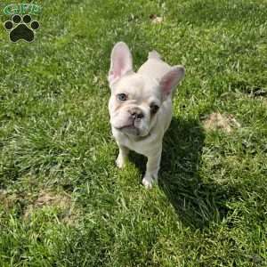 Dolly, French Bulldog Puppy