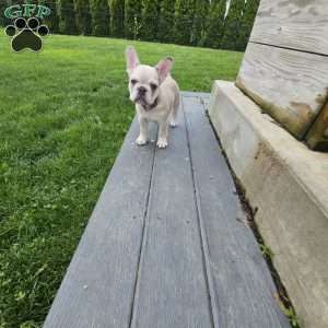 Dolly, French Bulldog Puppy