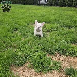 Dolly, French Bulldog Puppy