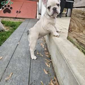 Dolly, French Bulldog Puppy