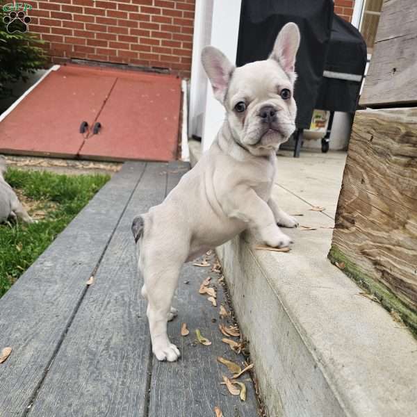 Dolly, French Bulldog Puppy