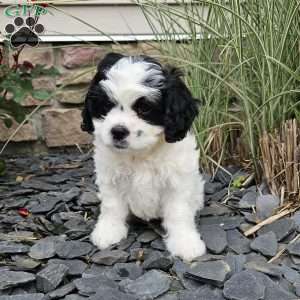 Max, Cavachon Puppy
