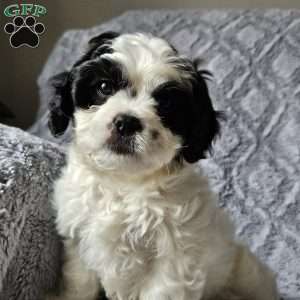 Max, Cavachon Puppy