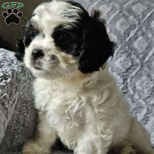 Max, Cavachon Puppy
