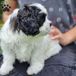 Max, Cavachon Puppy