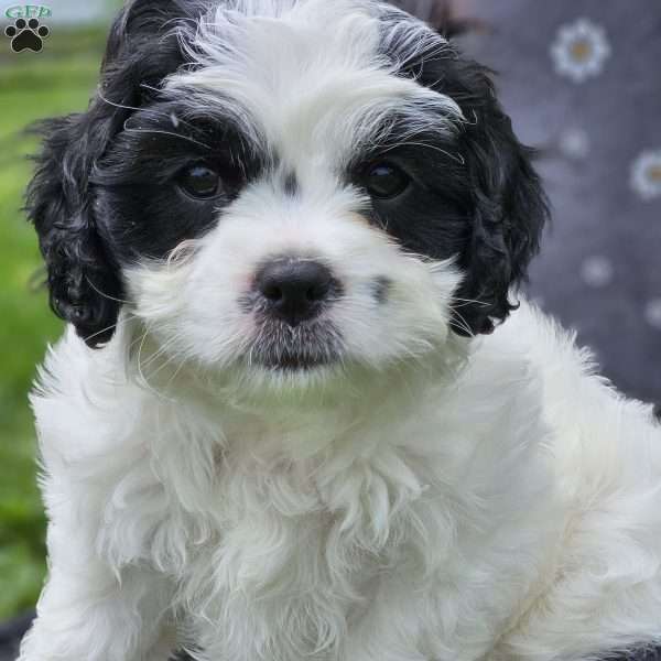 Max, Cavachon Puppy