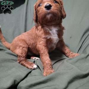 Georgie, Goldendoodle Puppy