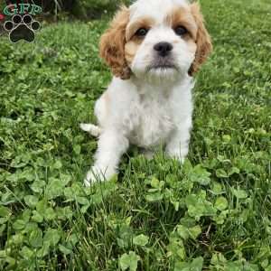 Timmy, Cavachon Puppy