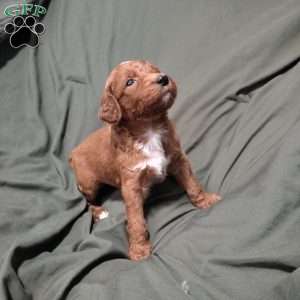 Georgie, Goldendoodle Puppy
