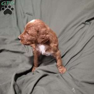 Georgie, Goldendoodle Puppy