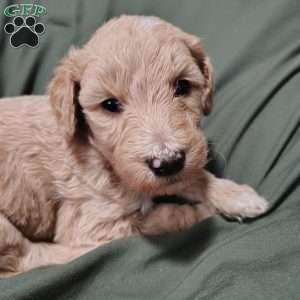 Cassian, Goldendoodle Puppy
