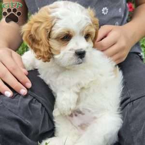 Timmy, Cavachon Puppy