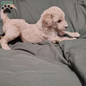Cassian, Goldendoodle Puppy
