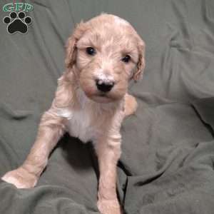 Cassian, Goldendoodle Puppy