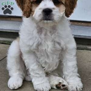 Timmy, Cavachon Puppy
