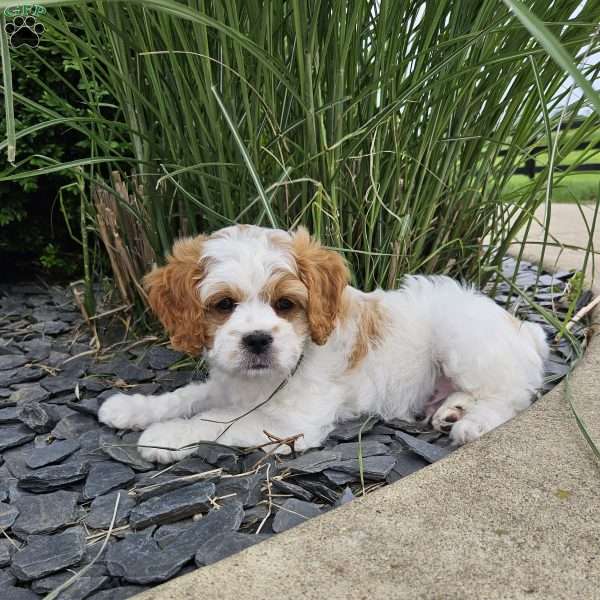 Timmy, Cavachon Puppy