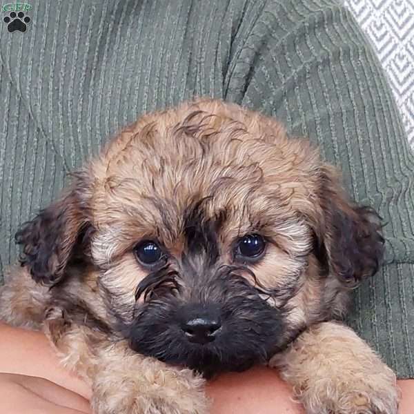 Diesel, Toy Poodle Mix Puppy