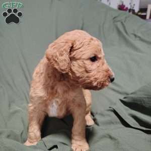 Nesta, Goldendoodle Puppy