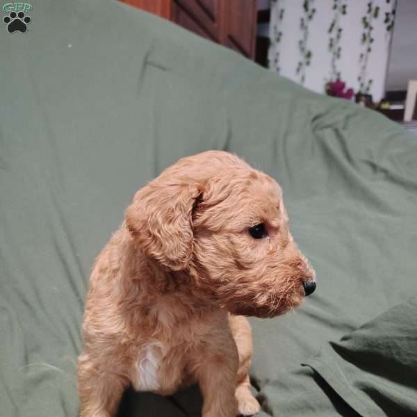 Nesta, Goldendoodle Puppy