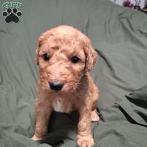 Nesta, Goldendoodle Puppy