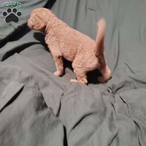 Nesta, Goldendoodle Puppy