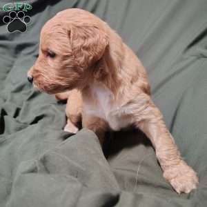Hollis, Goldendoodle Puppy