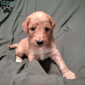 Hollis, Goldendoodle Puppy