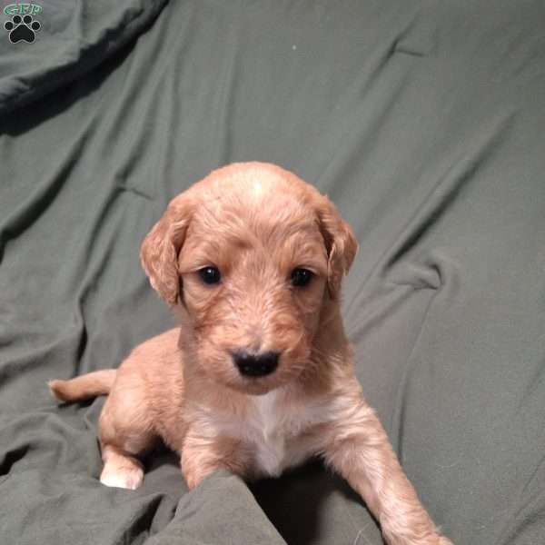 Hollis, Goldendoodle Puppy