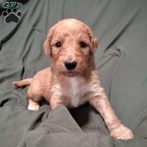 Hollis, Goldendoodle Puppy