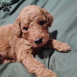 Roman, Goldendoodle Puppy