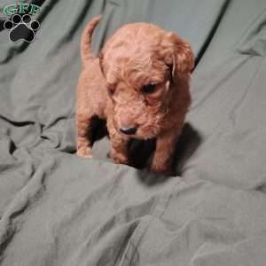 Roman, Goldendoodle Puppy