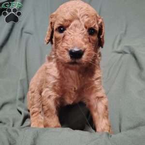 Roman, Goldendoodle Puppy