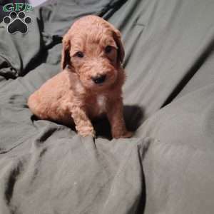 Azriel, Goldendoodle Puppy