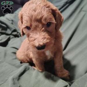 Azriel, Goldendoodle Puppy